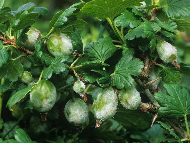sykdommer av krusebær og omsorg for en busk
