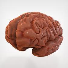 struktur av den menneskelige hjerne